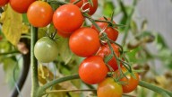 Es una de las peores plagas agrícolas de España y puede destrozar hasta el 80% de una producción de tomates