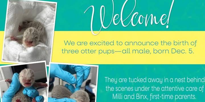 Fort Fisher aquarium celebrates birth of three male otter pups