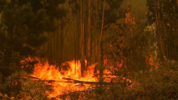 Alerta roja por incendio forestal en Santo Domingo