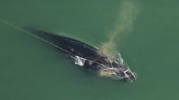 Rescuers free whale near Georgia, but embedded rope remains