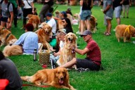Otra coronación para Argentina: récord mundial en juntada de Golden Retrievers en Los Bosques de Palermo