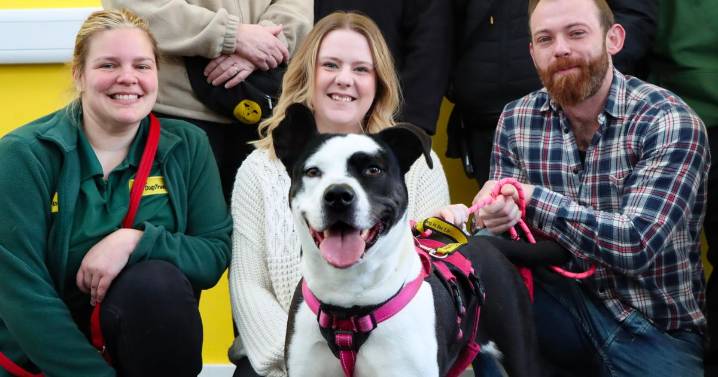 Dog finally finds new home after spending 543 days and two Christmases in kennels