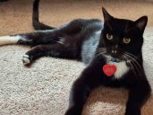 Shadow, el gatito que sobrevivió cinco meses en la naturaleza y vuelve a casa para Navidad