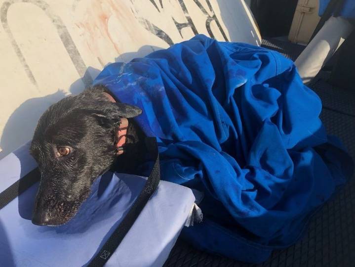 Lifeguards save dog swept nearly a mile out to sea by rip current
