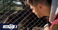 El oso hormiguero: su regreso tras la extinción y sus curiosidades