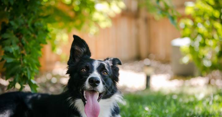 All gardeners urged to put tennis balls in garden this winter