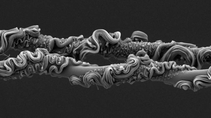 You'll Never Guess What Took First Place at the Royal Society's Photo Competition