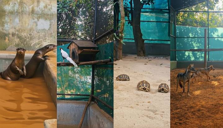 Otters, Indian grey wolf brought to Nandankanan Zoological Park in Bhubaneswar under animal exchange programme