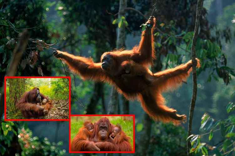 Minería amenaza al orangután más raro del planeta
