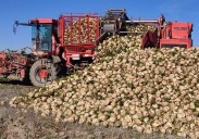 La campaña remolachera de Azucarera avanza a buen ritmo y ya alcanza rendimientos máximos de 147 toneladas en Toro y de 132 en León