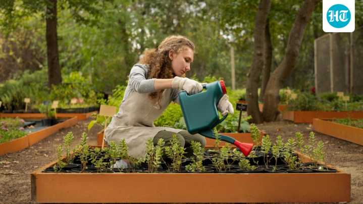 Palak to methi: 5 winter plants you can grow at home in your balcony or terrace