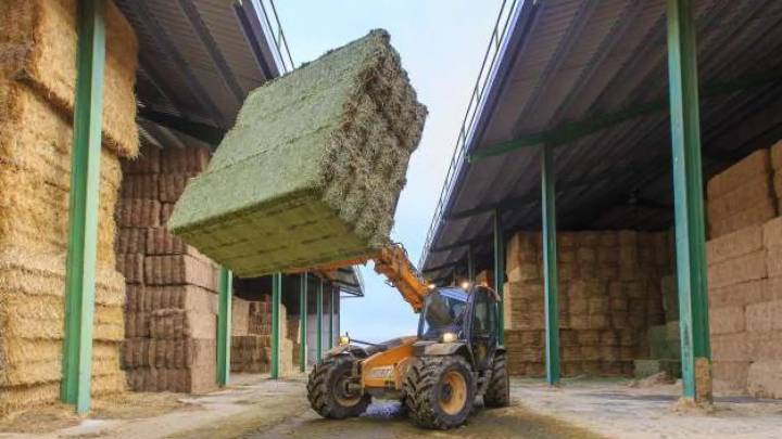 Daños colaterales de la peste porcina en Aragón: Corea del Sur cierra su mercado a la alfalfa