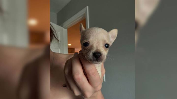 Florida Pup Born Without Front Legs Finds Freedom Thanks To A Loving Foster Mom