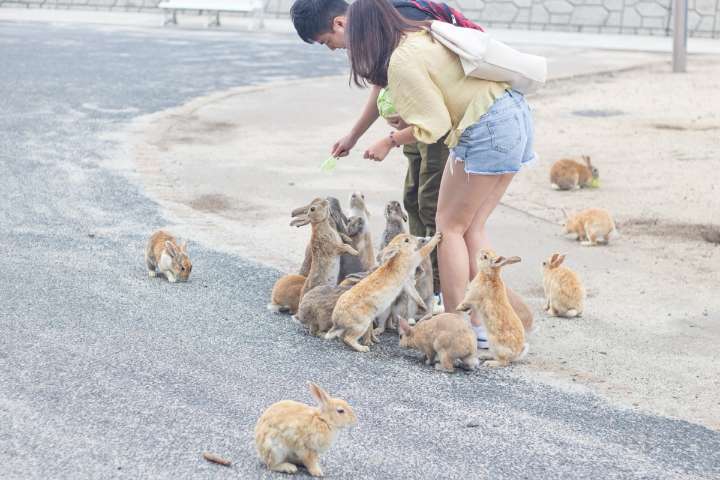 Japan's rabbit paradise was former poison gas factory