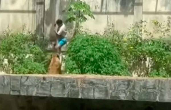 Video.- Muere tras entrar a la jaula de una leona en zoológico de Brasil