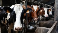 Europa perdió 2,5 millones de vacas lecheras durante la última década