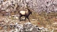 North Kashmir: Endangered Himalayan Ibex Spotted in Gurez