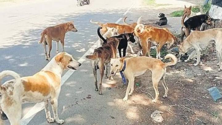 End of the road for street dogs?