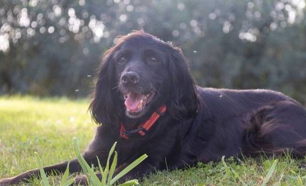 Cómo proteger a perros y gatos de los mosquitos, según una veterinaria