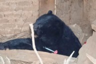 Kashmir: Bear Captured After 11-Day Search in Srinagar