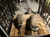 Raccoons in Denver cause problems for residents, can be nocturnal pests