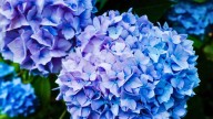 Cómo cambiar el color de las flores de hortensias y transformar el jardín en una fiesta de color
