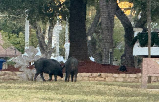 Contratan especialistas para capturar jabalíes en Eagle Pass