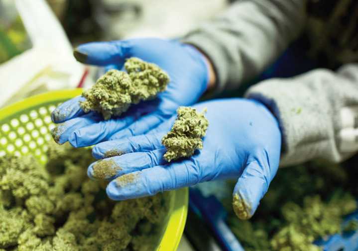 Virginia revela plan para crear mercado minorista de marihuana