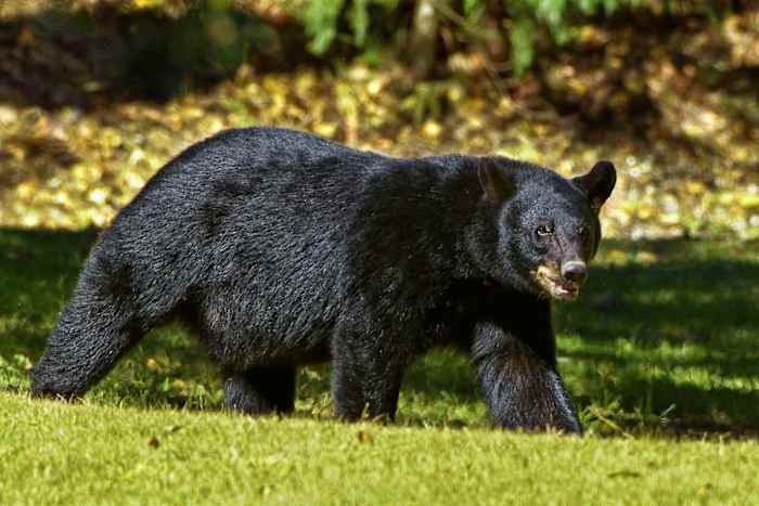 Florida’s bear hunt starts Saturday. What you need to know