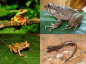 Procurando la conservación integrativa: las reservas de la biósfera