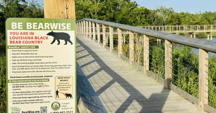 Louisiana black bear found shot dead. A reward is being offered for tips.