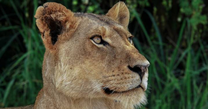 Brazil teen dies after going into zoo's lion enclosure