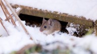 Keep Mice From Making Your Home Their Winter Retreat With One Simple DIY Solution