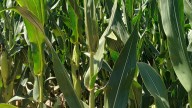 Tregua: más del 90% del maíz temprano ya está a salvo de la chicharrita