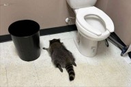 Raccoon goes on drunken rampage in Virginia liquor store and passes out on bathroom floor