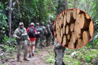 Decomisan 54 toneladas de carbón vegetal en Campeche tras mega operativo nacional de PROFEPA