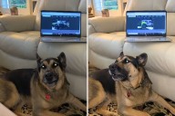 Dog Howling Every Time He Hears Ice Cream Truck Jingle Wins Pet of the Week
