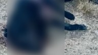 Denuncian que policías de Juchipila, Zacatecas, matan a balazos al menos a cuatro perros