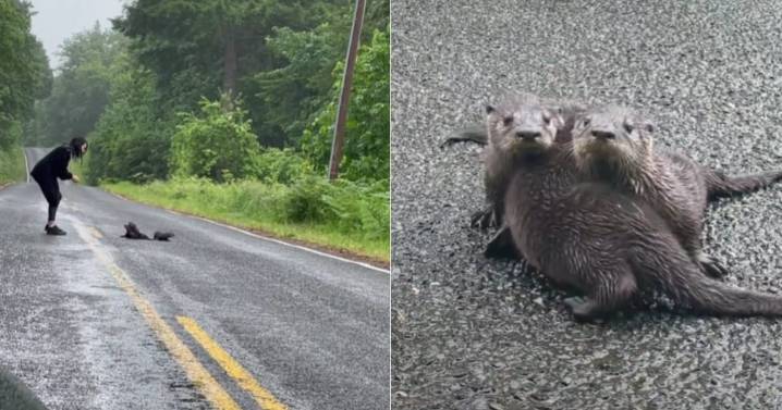Woman Stopped Car To Rescue Three Baby Otters Stranded On Isolated Road
