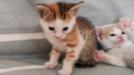 Buscan hogar para estos hermosos gatitos en adopción
