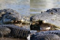 Avistan en Sisal, Yucatán, a un cocodrilo sin mandíbula inferior