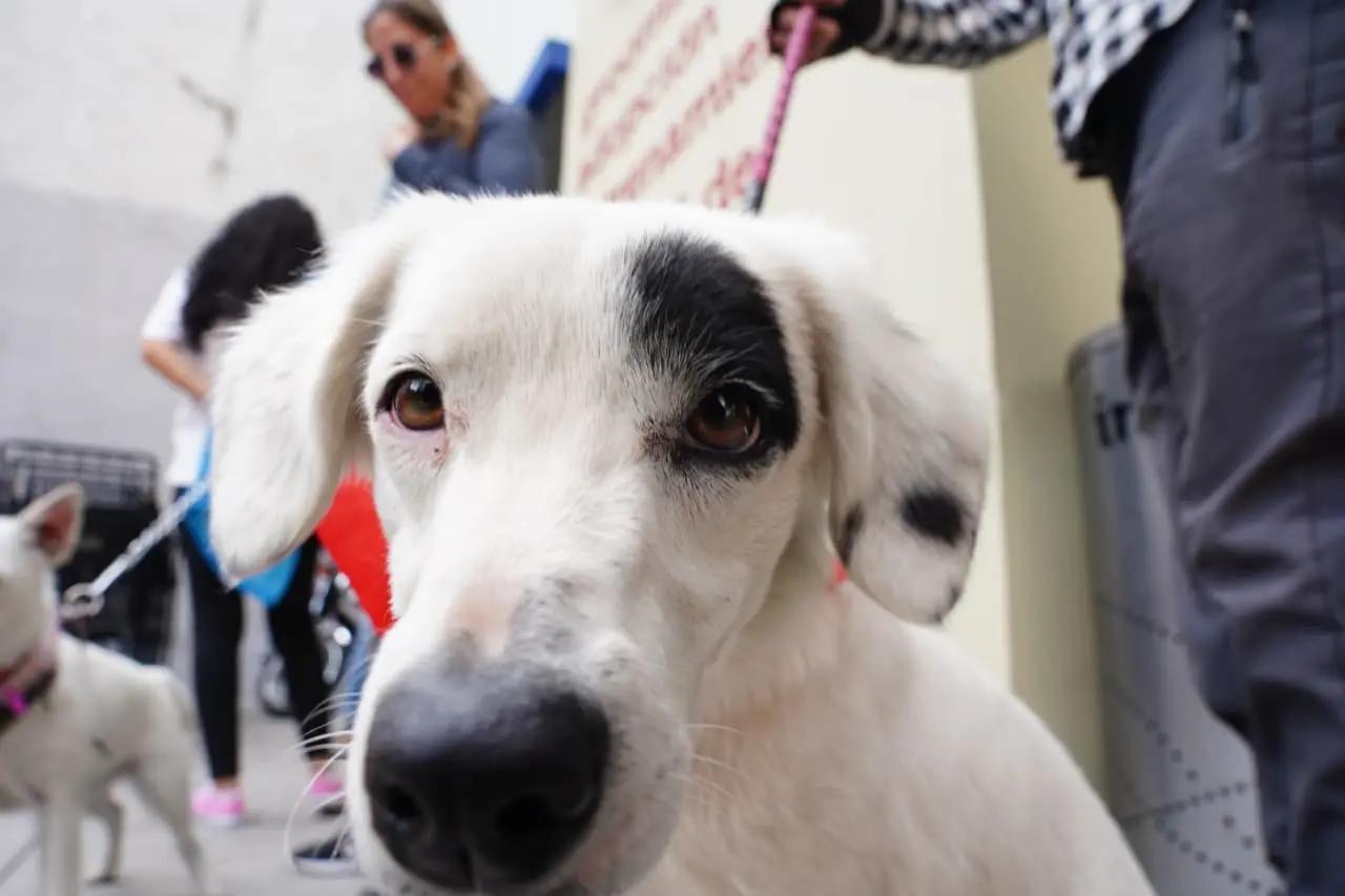 Arranca colecta “Pancitas Llenas 2025”; busca alimentar a 2 mil 500 animales