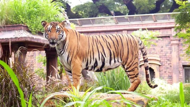 Second tiger death at Byculla Zoo weeks after Shakti’s passing