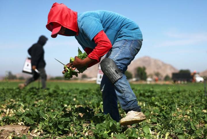Trump allows more foreign ag workers, eases off ICE raids on farms