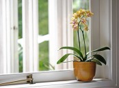 How to Water an Orchid: 3 Methods