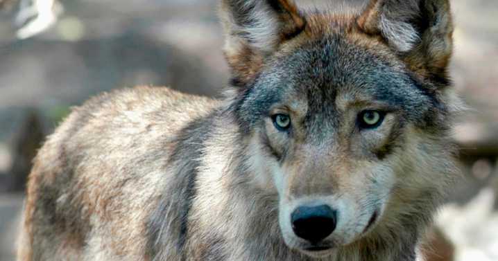Gray wolf crosses into New Mexico; returned to Colorado