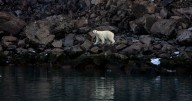 Polar bears are 'adapting' their DNA to cope with warmer climates and survive