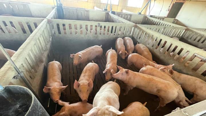 Caída histórica del precio del cerdo en Mercolleida por la peste porcina