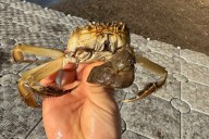 Oregon Wildlife Officials Concerned After Finding Second Invasive 'Hairy' Crab