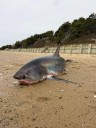 Shark dies after stranding on Cape Cod; researchers tag great white in ‘exciting milestone’